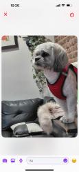 Lost Male Dog last seen Quenns, Flushing Township, MI 48433