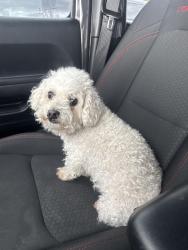 Found/Stray Female Dog last seen Fulbrook on Fulshear creek, Fulshear, TX 77441