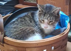 Reunited Female Cat last seen Wild fox drive and eagle circle, Casselberry, FL 32707