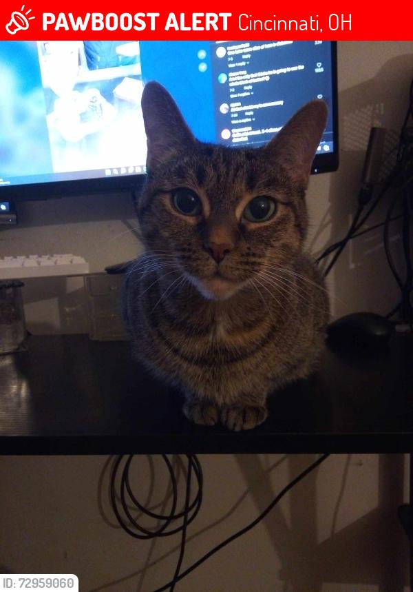Lost Female Cat last seen Near clinton springs ave, Cincinnati, OH 45229
