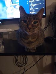 Lost Female Cat last seen Near clinton springs ave, Cincinnati, OH 45229
