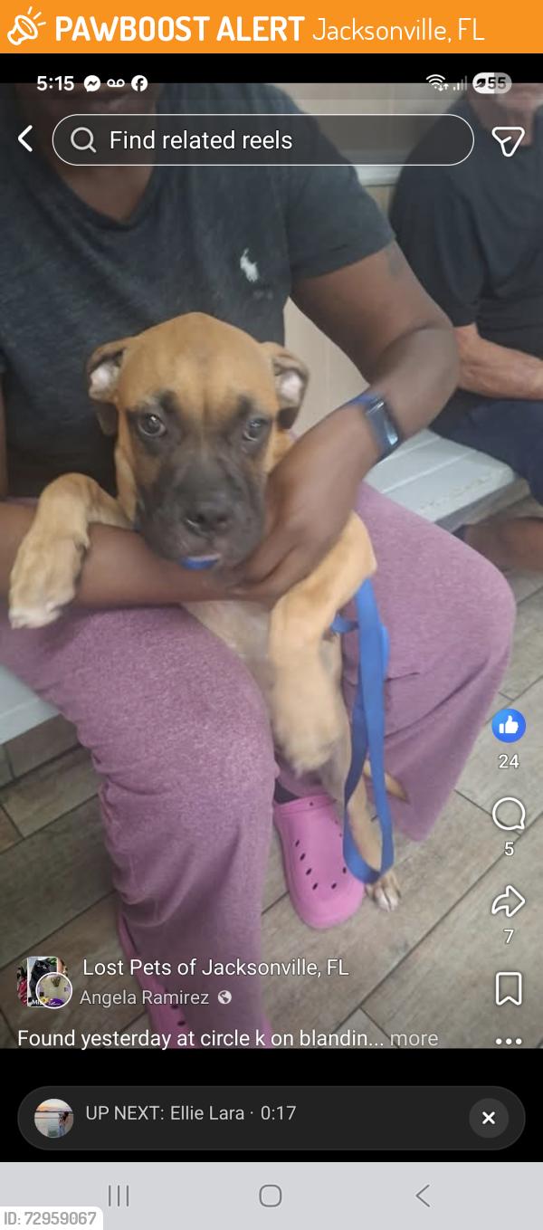 Found/Stray Unknown Dog last seen Blanding blvd , Jacksonville, FL 32210
