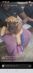 Found/Stray Unknown Dog last seen Blanding blvd , Jacksonville, FL 32210