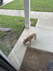 Reunited Male Dog last seen Summit parkway, Columbia, SC 29229