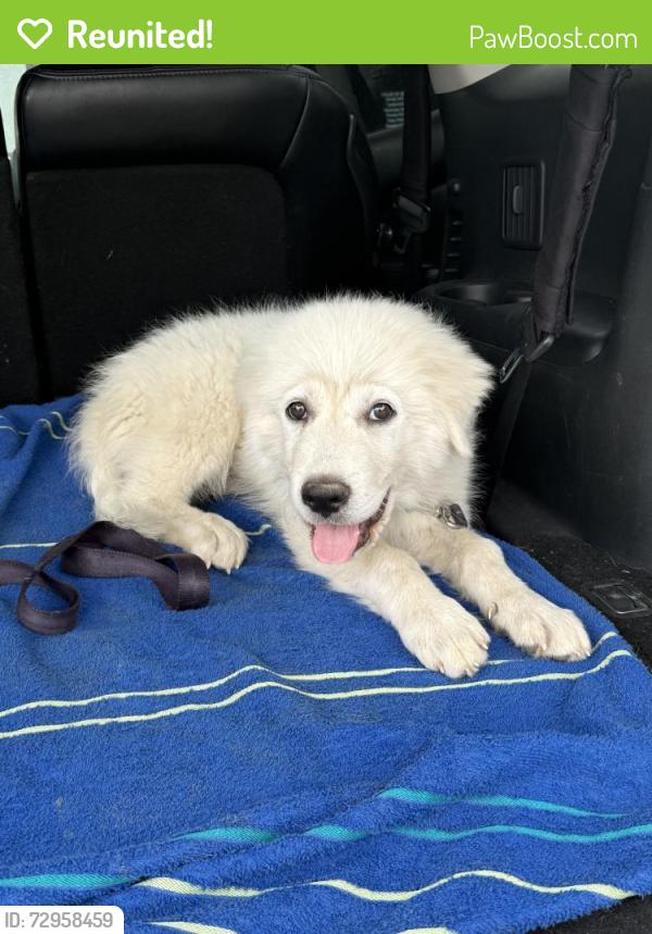 Reunited Male Dog last seen Near Highland Ave, Fort Worth, TX 76164, USA, Fort Worth, TX 76164