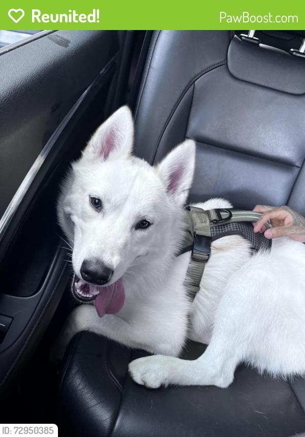 Reunited Male Dog last seen Armitage, North Avenue, Chicago, IL 60639