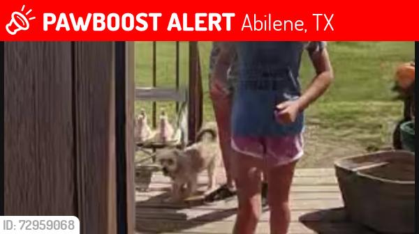 Lost Male Dog last seen Highway 351 & 604, Abilene, TX 79601