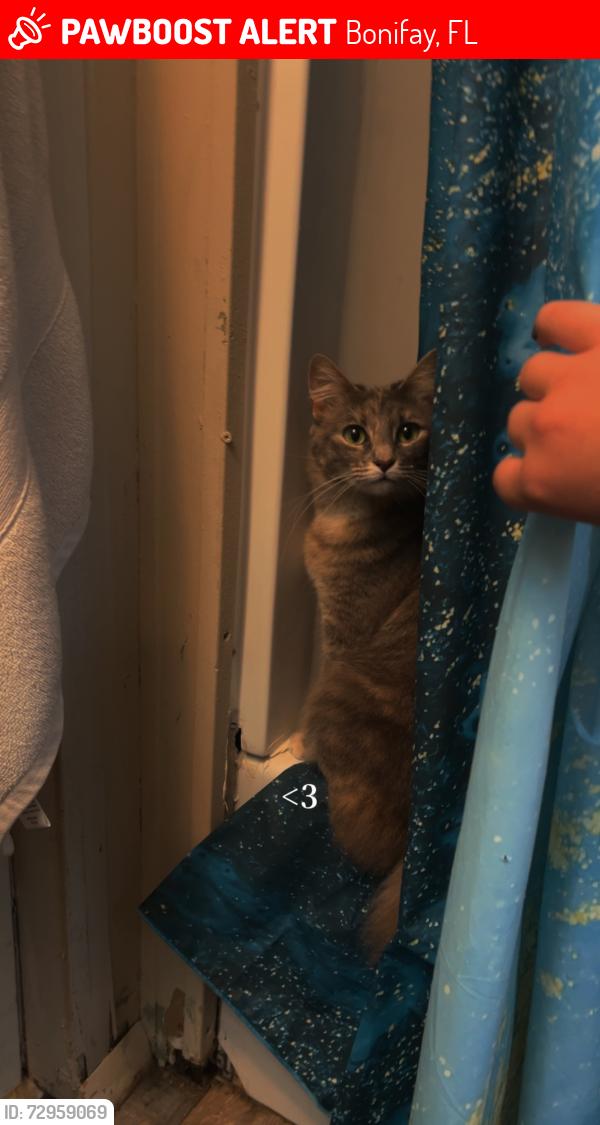 Lost Female Cat last seen Near Norman lane , Bonifay, FL 32425