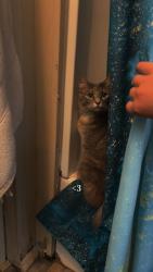 Lost Female Cat last seen Near Norman lane , Bonifay, FL 32425