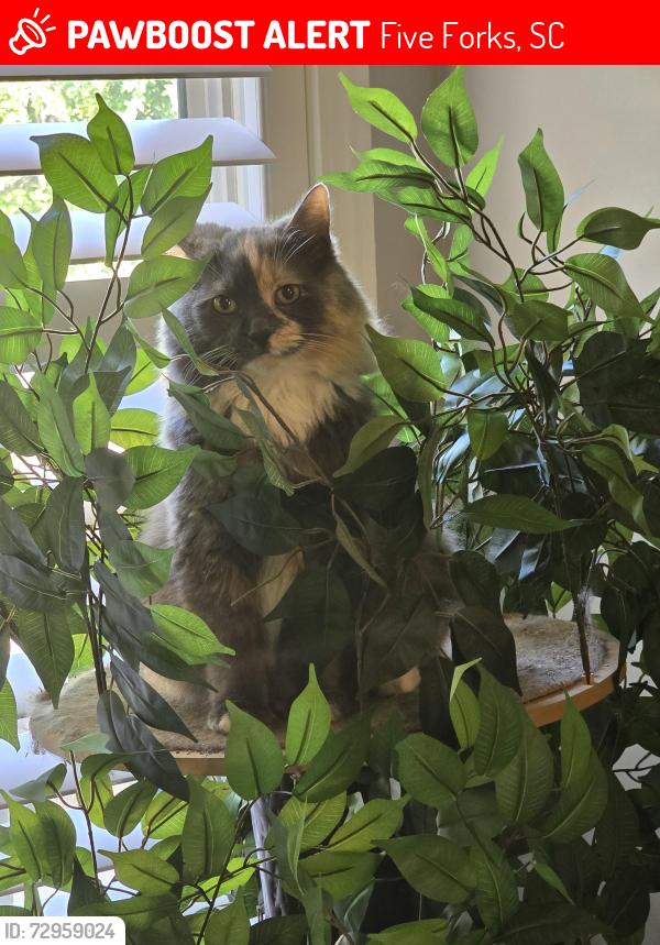 Lost Female Cat last seen Woodruff Rd Enoree Point subdivision or possibly dumped in the River Rd. Ft Shoals Woodruff,SC area., Five Forks, SC 29681