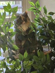 Lost Female Cat last seen Woodruff Rd Enoree Point subdivision or possibly dumped in the River Rd. Ft Shoals Woodruff,SC area., Five Forks, SC 29681