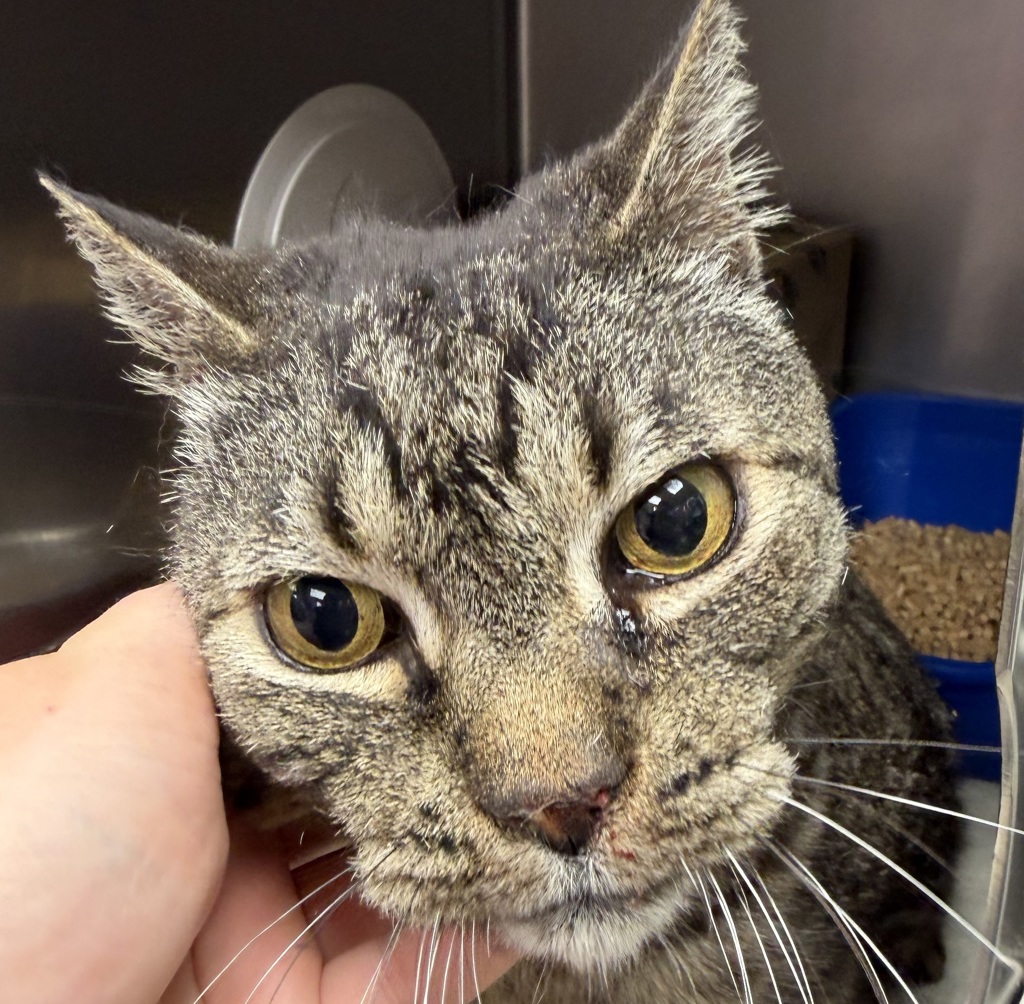 Shelter Stray Male Cat last seen Clinton / Taggart, OR, Troutdale, OR 97060