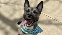 Shelter Stray Male Dog last seen Near Clove Road, STATEN ISLAND, NY, 10301, Staten Island, NY 10309