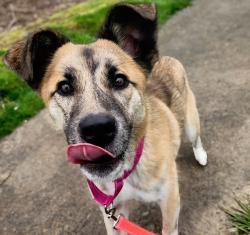 Shelter Stray Female Dog last seen Adoption Return, PORTLAND, OR, 97266, Troutdale, OR 97060