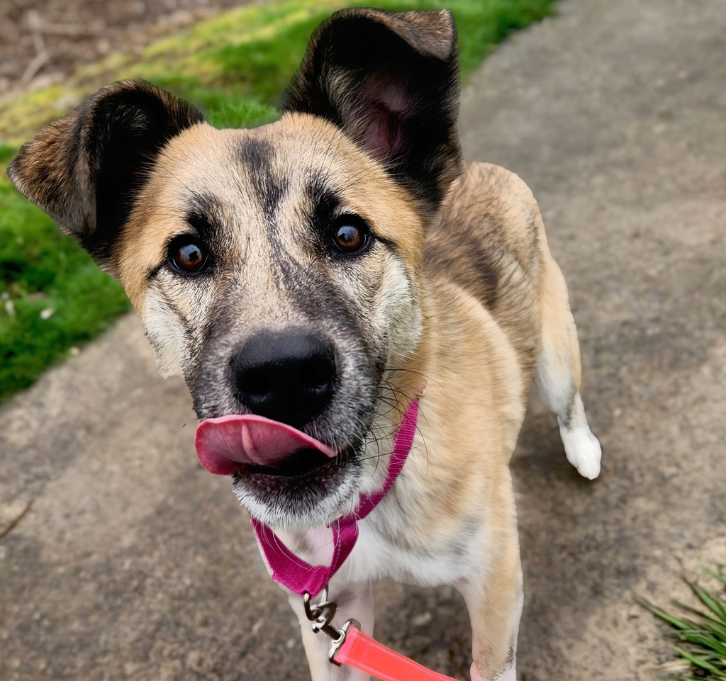 Shelter Stray Female Dog last seen Adoption Return, PORTLAND, OR, 97266, Troutdale, OR 97060