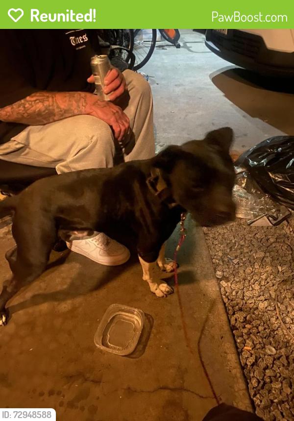 Reunited Male Dog last seen Near , Hemet, CA 92544