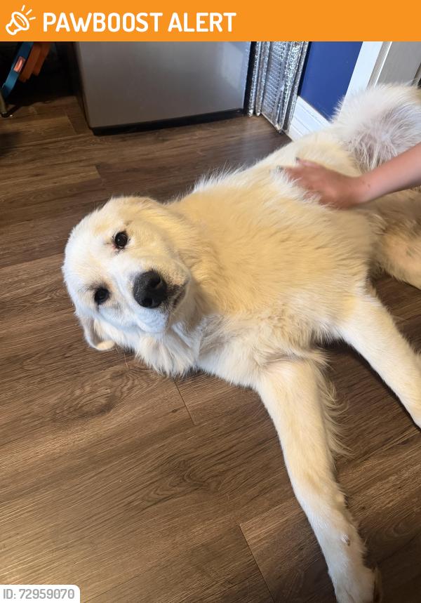 Found/Stray Male Dog last seen Rt 174 in Billings, Pond Creek Township, MO 65738