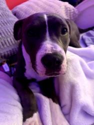Found/Stray Male Dog last seen Tallowpine Terrace Subdivision , Katy, TX 77493