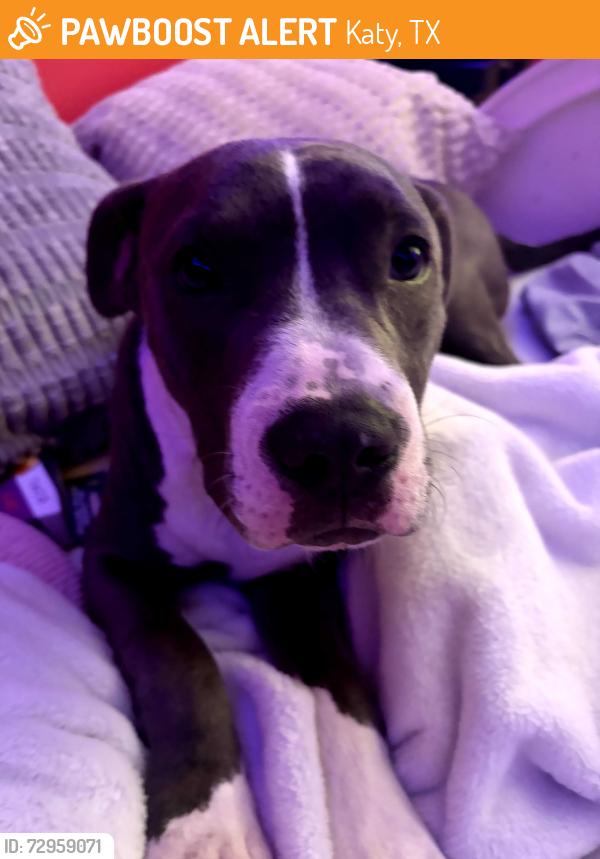 Found/Stray Male Dog last seen Tallowpine Terrace Subdivision , Katy, TX 77493