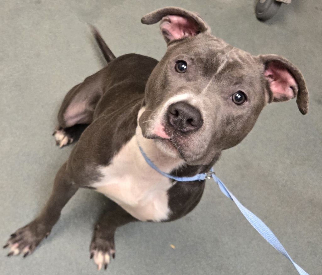 Shelter Stray Female Dog last seen NC, Raleigh, NC 27610