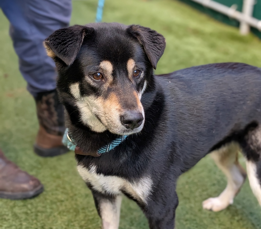 Shelter Stray Male Dog last seen Bay Ridge Avenue, BROOKLYN, NY, 11220, New York, NY 10029