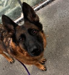 Shelter Stray Female Dog last seen Near E 100th Street Apt 2N, NEW YORK, NY, 10029, New York, NY 10029