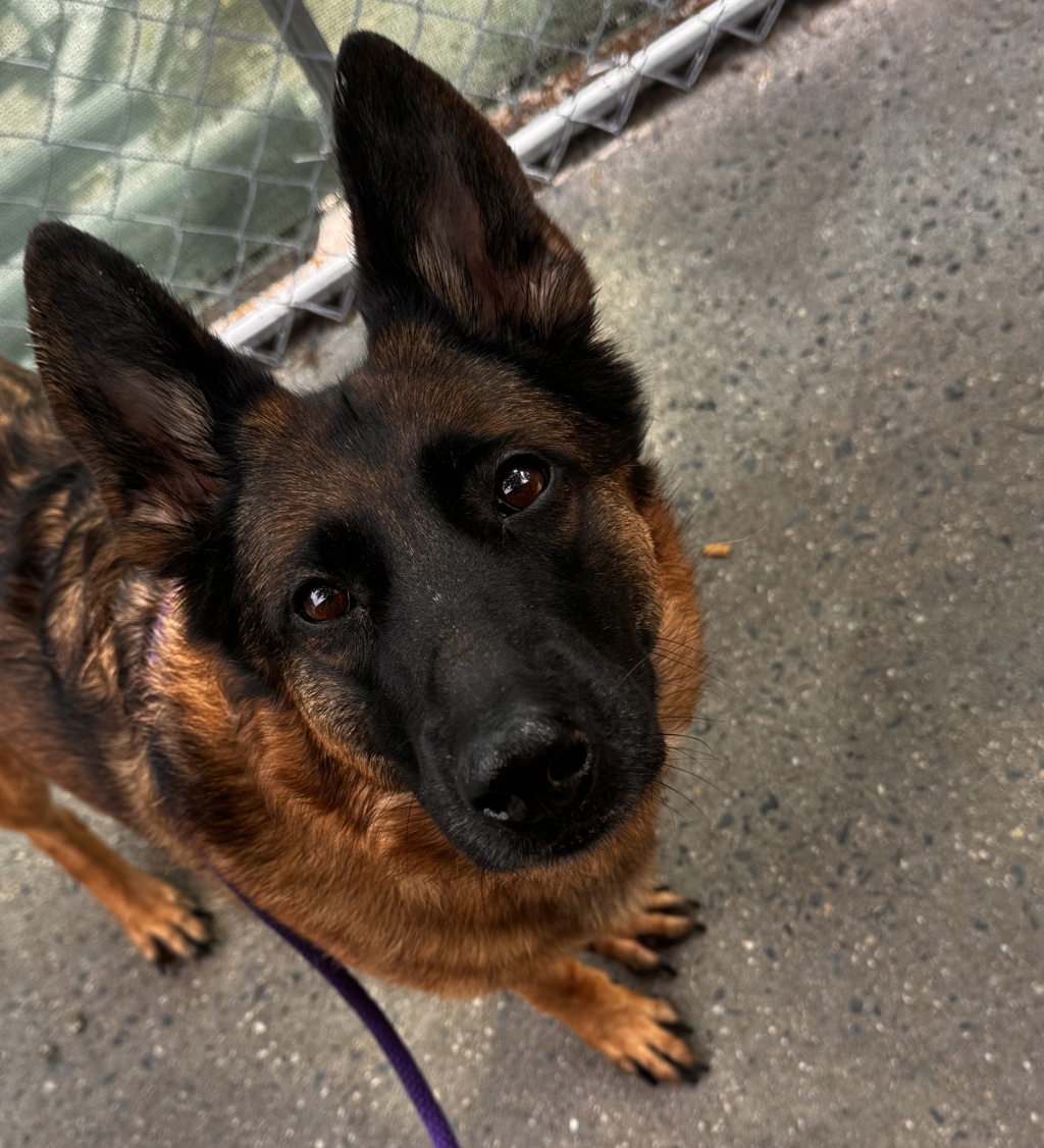 Shelter Stray Female Dog last seen Near E 100th Street Apt 2N, NEW YORK, NY, 10029, New York, NY 10029