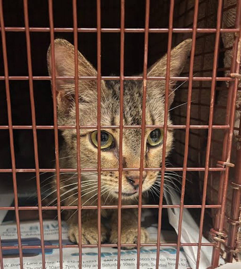 Shelter Stray Female Cat last seen Near Mountain Quail Road, AUSTIN, TX, 78758, Austin, TX 78702