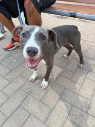 Shelter Stray Female Dog last seen S Congress Ave & Woodward St, AUSTIN, TX, 78704, Austin, TX 78702