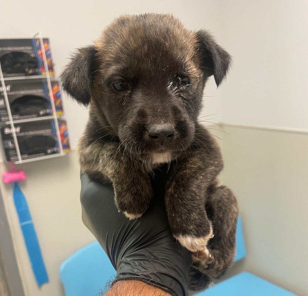 Shelter Stray Male Dog last seen San Ysidro Boulevard, San Diego, CA, 92173, San Diego, CA 92110