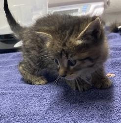 Shelter Stray Male Cat last seen Borden Road, Escondido, CA, 92026, Escondido, CA 92027