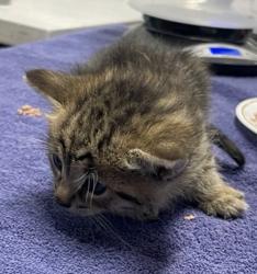 Shelter Stray Female Cat last seen Borden Road, Escondido, CA, 92026, Escondido, CA 92027