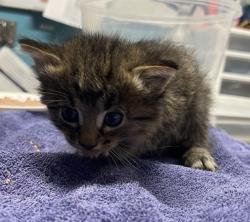 Shelter Stray Male Cat last seen Borden Road, Escondido, CA, 92026, Escondido, CA 92027