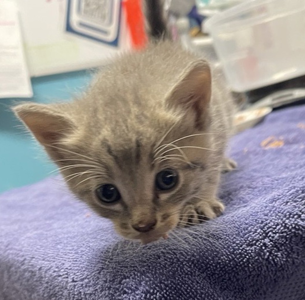 Shelter Stray Female Cat last seen Borden Road, Escondido, CA, 92026, Escondido, CA 92027