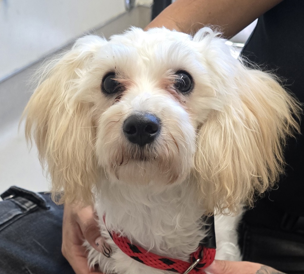 Shelter Stray Female Dog last seen Swallow Drive, El Cajon, CA, 92020, El Cajon, CA 92020
