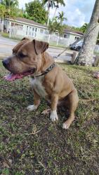 Lost Male Dog last seen Mulberry fl shepherd rd church ave Lakeland fl 33811 near uncle nicks bagel shop , Lakeland, FL 33811
