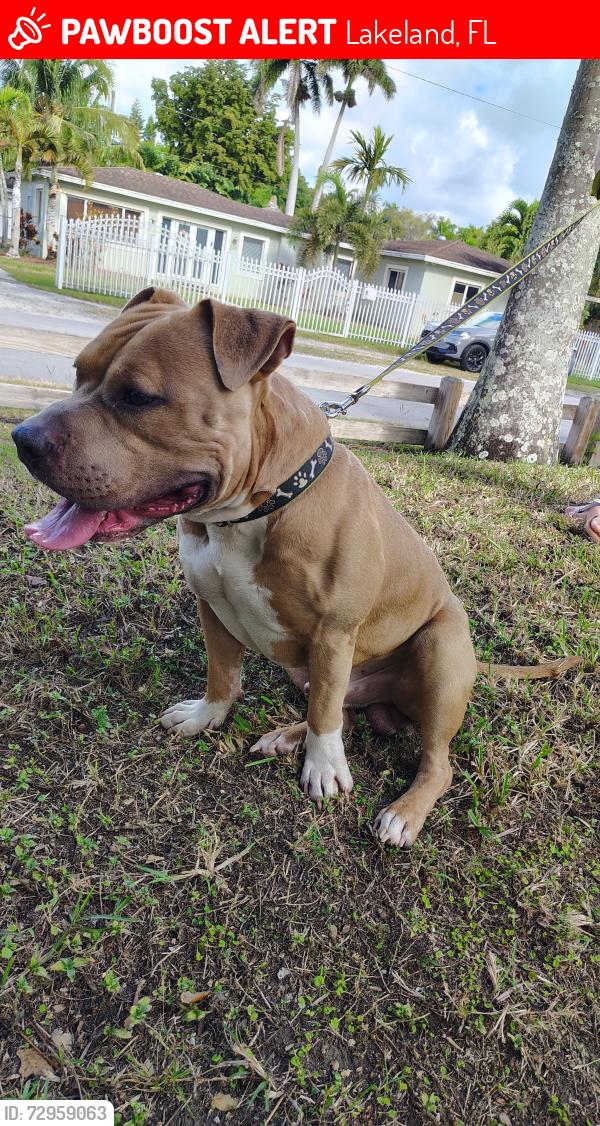 Lost Male Dog last seen Mulberry fl shepherd rd church ave Lakeland fl 33811 near uncle nicks bagel shop , Lakeland, FL 33811