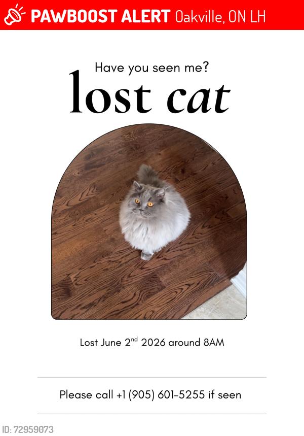 Lost Male Cat last seen Huguenot Road, Oakville, ON L6H
