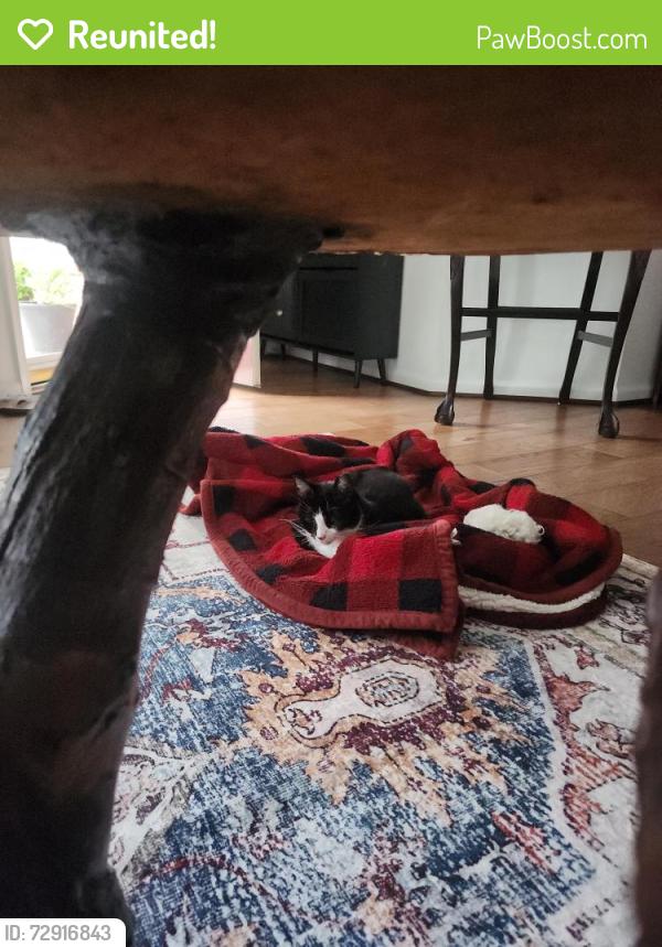 Reunited Female Cat last seen St George Drive and Hautz Way, Yorktown, VA 23693