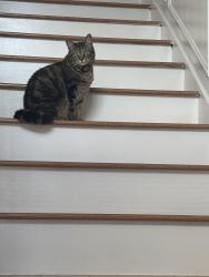 Lost Female Cat last seen Chelsea park neighborhood, Rockledge, FL 32955