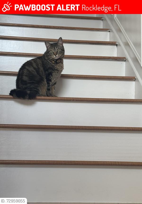 Lost Female Cat last seen Chelsea park neighborhood, Rockledge, FL 32955