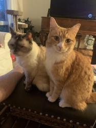 Lost Female Cat last seen Chronicle & Pineglen, Mead, WA 99021
