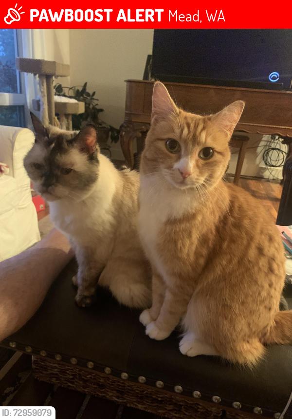 Lost Female Cat last seen Chronicle & Pineglen, Mead, WA 99021