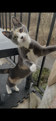 Lost Female Cat last seen Krewstown park apmts, Philadelphia, PA 19115