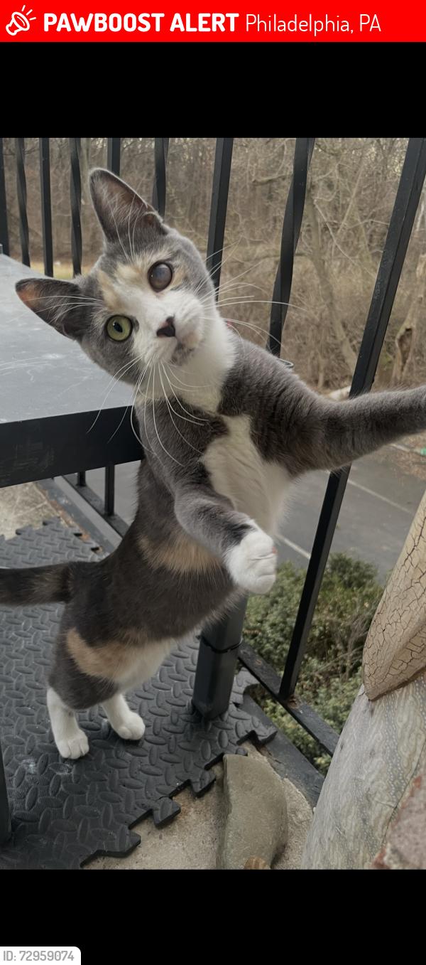 Lost Female Cat last seen Krewstown park apmts, Philadelphia, PA 19115