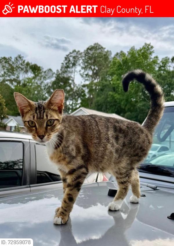 Lost Male Cat last seen Penzance Pkwy, Middleburg,Fl, Clay County, FL 32068