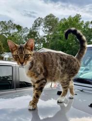 Lost Male Cat last seen Penzance Pkwy, Middleburg,Fl, Clay County, FL 32068