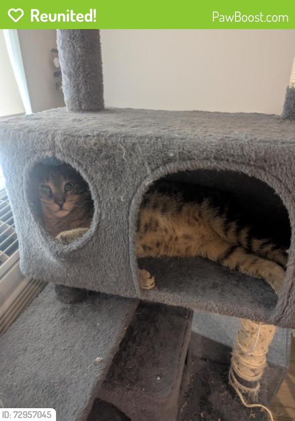 Reunited Male Cat last seen Blaisdell ave, Minneapolis, MN 55404