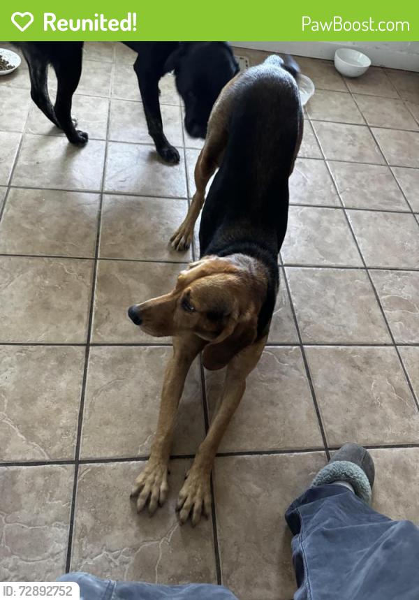 Reunited Female Dog last seen North Fork Rd and Branscomb rd , Branscomb, CA 95417