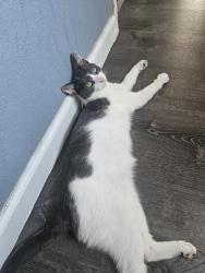Reunited Female Cat last seen Denker and Torrance Avenue, Torrance, CA 90501